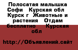 Полосатая малышка Софи - Курская обл., Курск г. Животные и растения » Отдам бесплатно   . Курская обл.